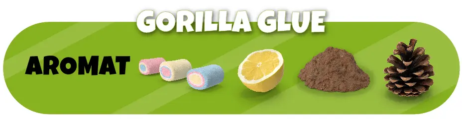 odmiany medycznej marihuany gorilla glue